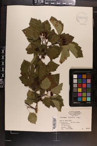 Crataegus pruinosa image