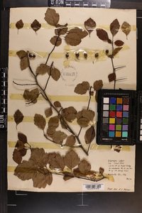 Crataegus robur image