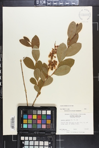 Lyonia mariana image