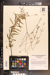 Oenothera filipes image