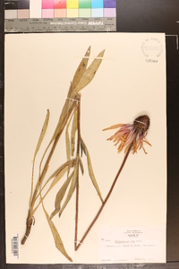 Echinacea pallida image