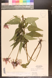 Echinacea purpurea image