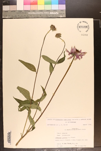 Echinacea purpurea image