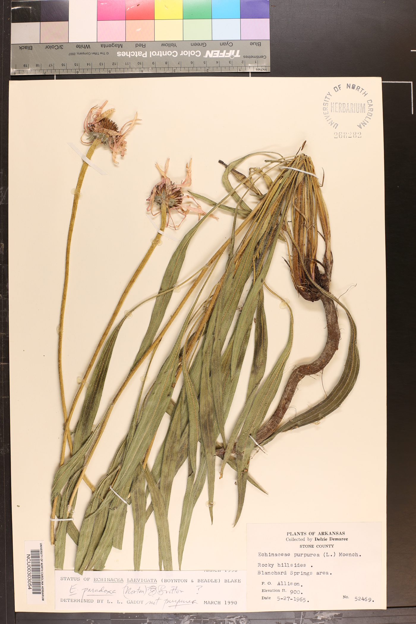 Echinacea paradoxa image