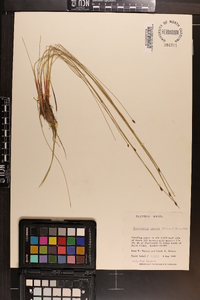 Eleocharis tenuis image