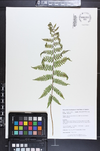 Athyrium filix-femina subsp. asplenioides image