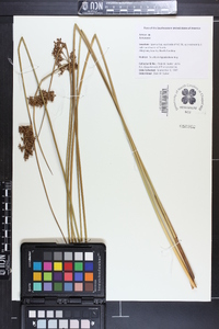 Juncus effusus var. solutus image