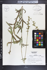 Desmodium sessilifolium image