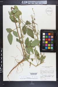 Desmodium tortuosum image