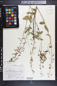 Desmodium tortuosum image