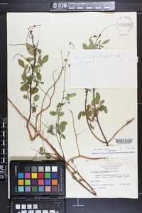 Desmodium tortuosum image