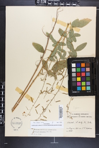 Desmodium tortuosum image