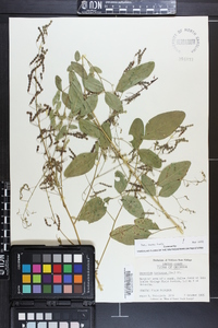 Desmodium tortuosum image