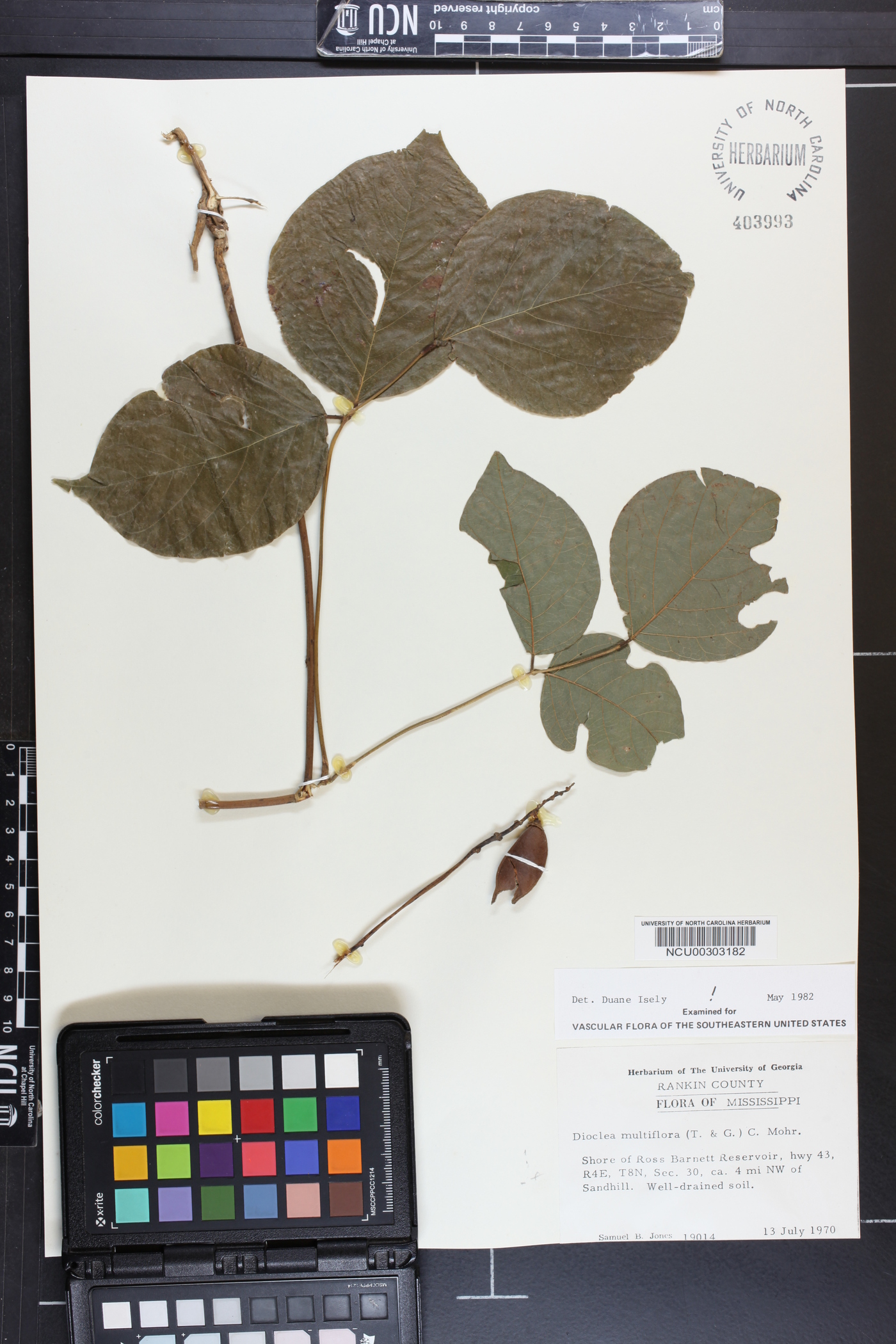 Dioclea multiflora image