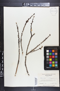 Prunus persica image