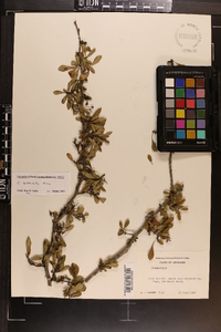 Crataegus spathulata image