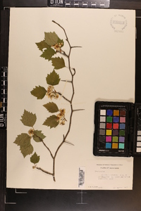 Crataegus pruinosa image