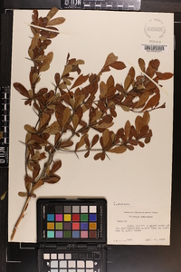 Crataegus crus-galli var. pyracanthifolia image