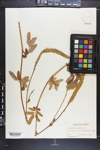 Sanguisorba canadensis image