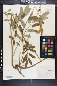 Sanguisorba canadensis image