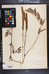 Sanguisorba canadensis image