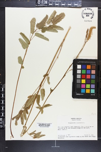 Sanguisorba canadensis image