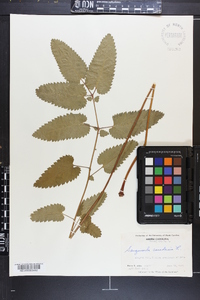 Sanguisorba canadensis image