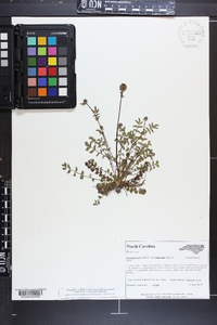 Sanguisorba canadensis image