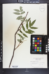 Sorbus americana image