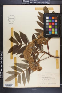 Sorbus americana image