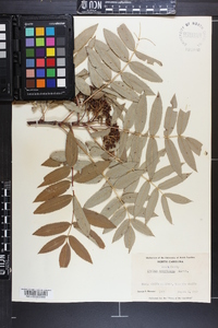 Sorbus americana image