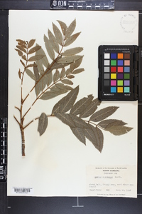 Sorbus americana image