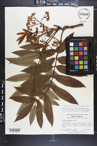 Sorbus americana image