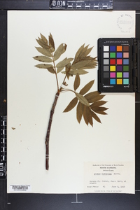 Sorbus americana image