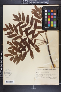 Sorbus americana image