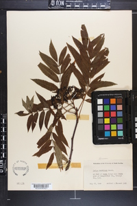 Sorbus americana image