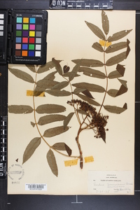 Sorbus americana image