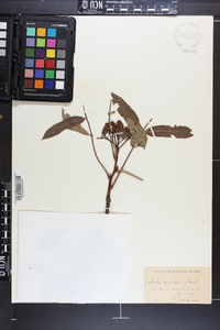 Sorbus americana image