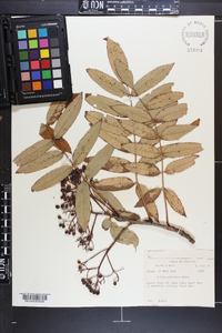 Sorbus americana image