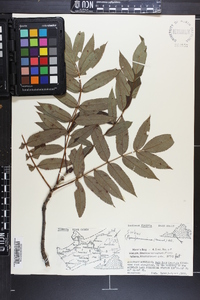 Sorbus americana image