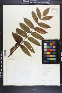 Sorbus americana image