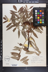 Sorbus americana image