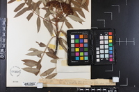 Sorbus americana image