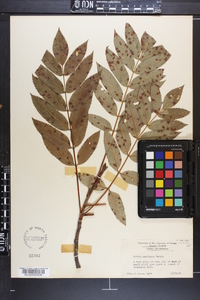 Sorbus americana image