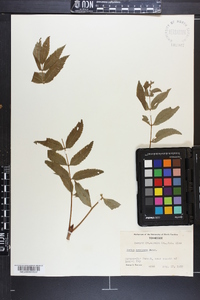 Sorbus americana image