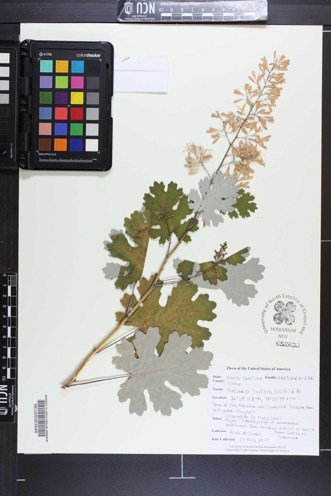 Macleaya cordata image