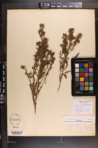 Lespedeza angustifolia image