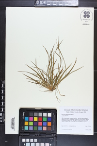 Carex cumberlandensis image