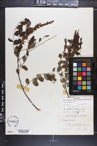 Amorpha glabra image