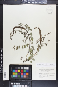 Amorpha glabra image